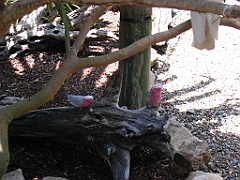 CairnsTC272 Wildlife Habitat